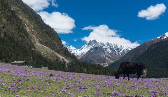 Yumthang Valley