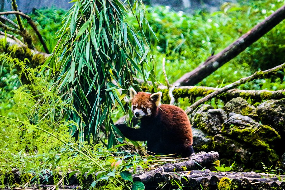 Himalayan Zoological Park