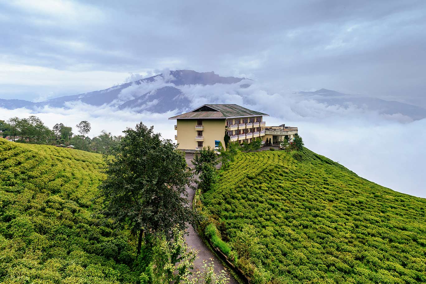 Tea Gardens at Temi